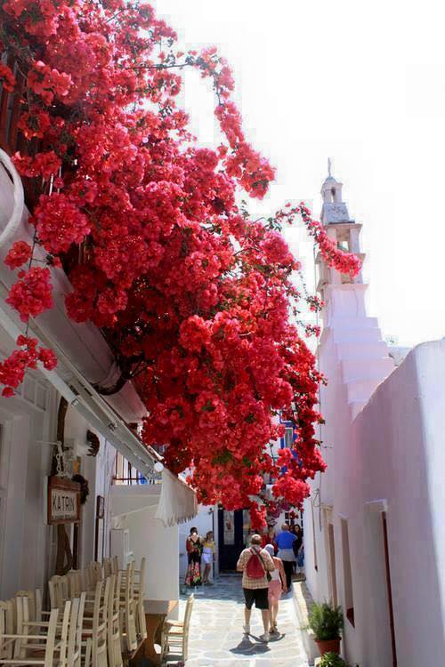 Fleurs Bougainvilliers sur l'île de Santorin îles Cyclades Grèce
